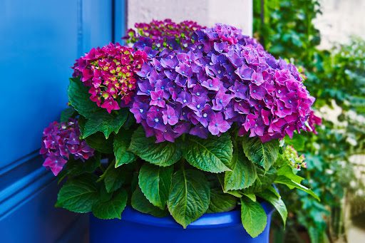 How Container Gardens Enhance Your Property’s Curb Appeal